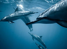 世界杯注册平台-成都蓉城翻译老师｜采访彩蛋